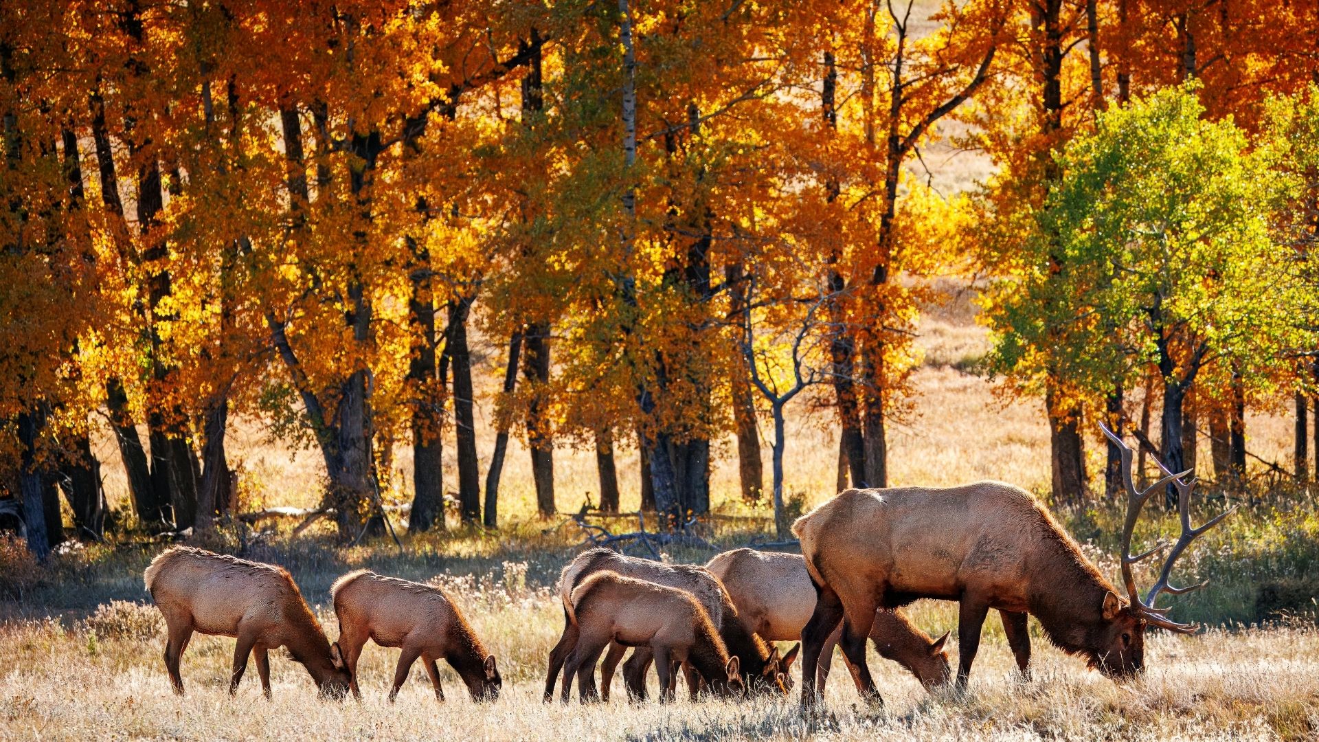 Elk In Colorado Fall Forest